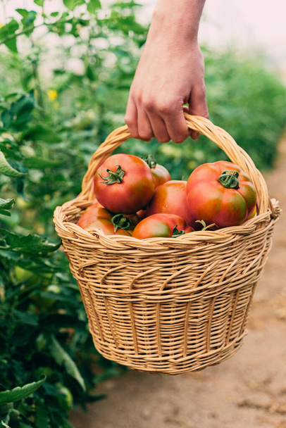Boer die tomaten plukt in een mand. Tomatengroenten thuis geteeld op een kas wijnstok. - Foto, afbeelding