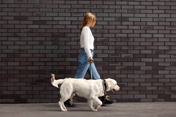 young urban girl walks with a dog on the street against the background of the wall, a woman runs with a retriever puppy, copy space - Foto, immagini