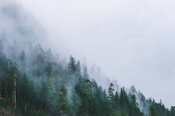 panoramisch uitzicht op de door mist bedekte bergbossen.. - Foto, afbeelding