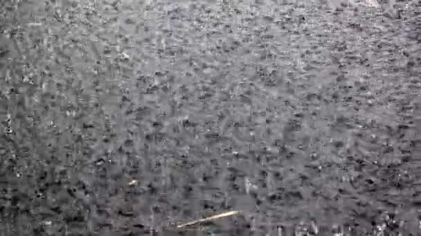 δυνατή βροχή που πέφτει στην επιφάνεια νερού - Πλάνα, βίντεο