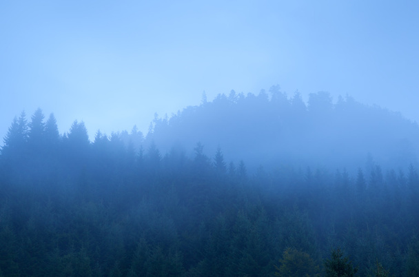 bosque de coníferas en niebla densa
 - Foto, Imagen