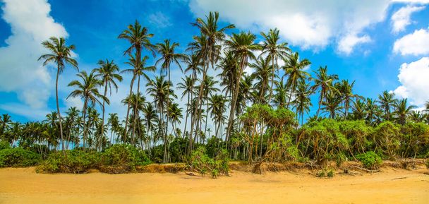 Panoramablick auf Palmen an einem einsamen Strand - Foto, Bild