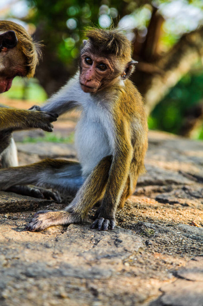 Cute baby macaque z kolczastymi włosami coraz jego ramię przygotowane - Zdjęcie, obraz