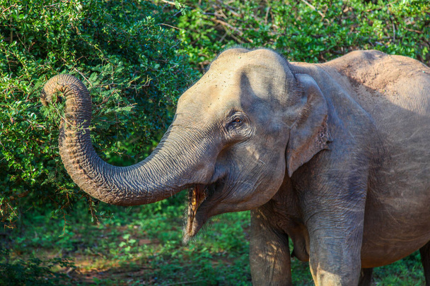 Szoros profilja ázsiai elefánt elérve levelek a Yala Nemzeti Park - Fotó, kép