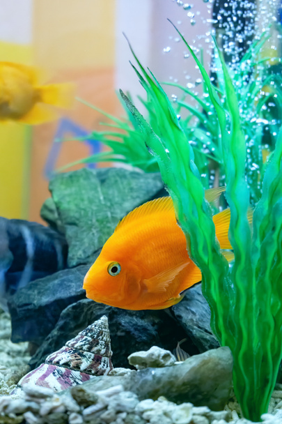 Renkli güzel balık kırmızısı papağan sudaki köpüklerin arka planında bir akvaryumda algler arasında saklanıyor. - Fotoğraf, Görsel