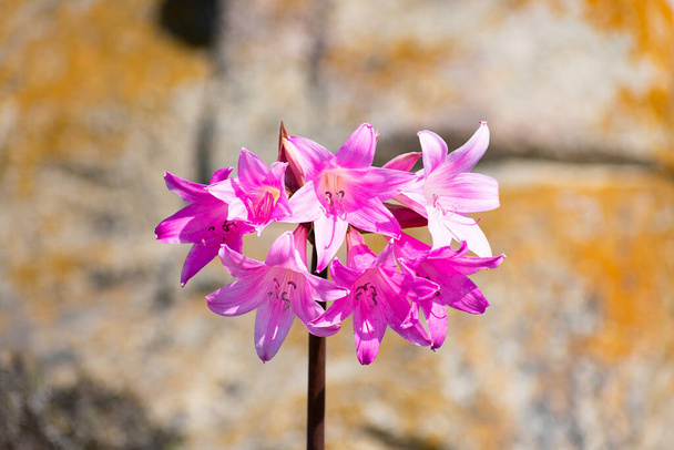Naked Lady Lily, Amaryllis belladonna, flowers in full bloom. Blurred colorful rocks background. - Photo, Image