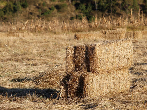 balíky se suchou trávou pro krmení zvířat ve venkovských oblastech - Fotografie, Obrázek