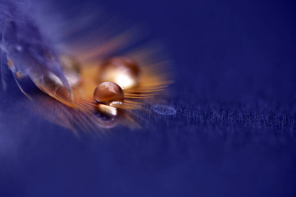 A feather with a drop of water. - Photo, Image