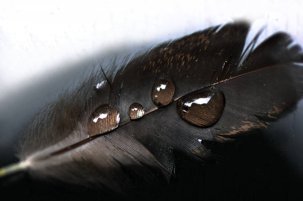 Крапля водяної роси на пухнастому перо крупним планом макрос
 - Фото, зображення
