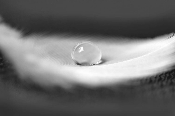 A feather with a drop of water. - Foto, Imagem