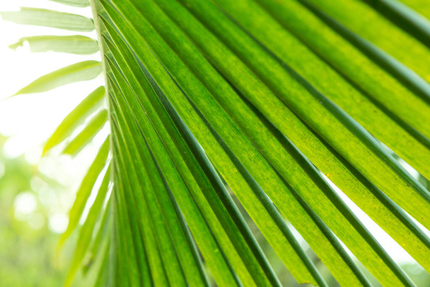 Close up of coconut leaves with sunlight texture background - 写真・画像