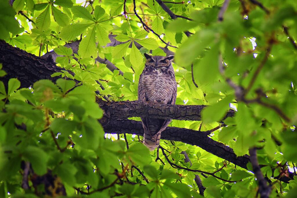 Baykuş Kapanışı, Büyük Boynuzlu Baykuş, Bubo Virginianus kestane ağacında büyük gözleri yanıp sönen ve göz kırpan Provo Utah, Amerika Birleşik Devletleri 'nin ilkbaharında. ABD. - Fotoğraf, Görsel