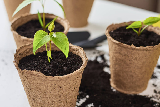 Φυτέψτε σε γλάστρα με χώμα στο τραπέζι. Έννοια φροντίδας φυτών και κηπουρικής - Φωτογραφία, εικόνα
