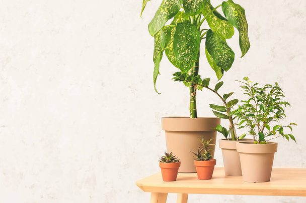 Green houseplants on table against light background - Photo, Image
