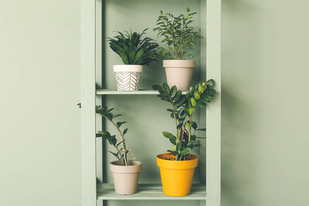 Green houseplants on shelf unit near color wall - Valokuva, kuva