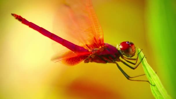 Rote scharlachrote Darter Libelle männliches Insekt im Freien mit Naturhintergrund, Insektenmaterial Nahaufnahme Vollbild. - Filmmaterial, Video