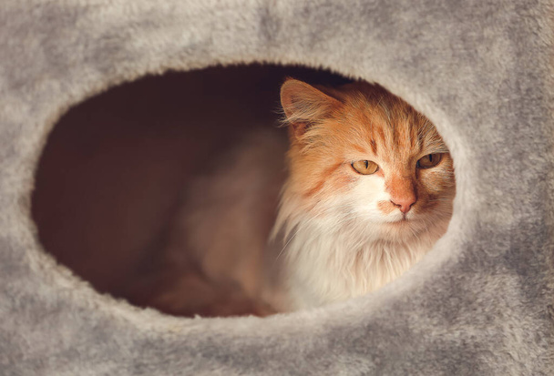 Cute śmieszne kot ukrywa się w jego domu - Zdjęcie, obraz
