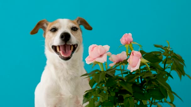 Mavi arka planda çiçekleri olan sevimli bir köpek. - Video, Çekim