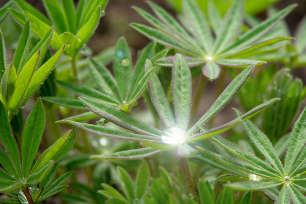 Gocce d'acqua, di pioggia o di rugiada su foglie verdi di lupino, simili a palme
 - Foto, immagini