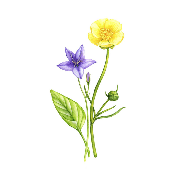 watercolor drawing wild flowers - Фото, изображение