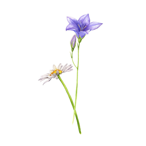 watercolor drawing wild flowers - Photo, Image