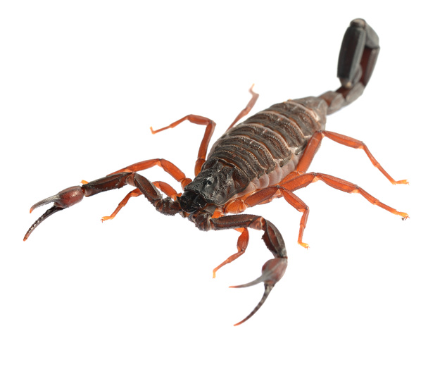 Scorpion Centruroides gracilis aislado en blanco. Sin sombra
 - Foto, imagen