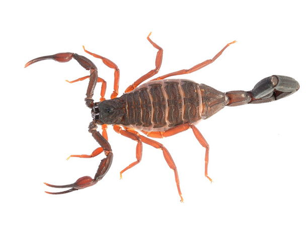 Skorpion centruroides gracilis na białym tle. Brak cienia - Zdjęcie, obraz