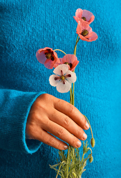 Ramo de amapola roja en las manos de una chica en un suéter azul. - Foto, Imagen