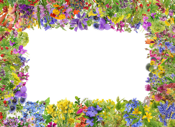 春と夏の森の花や植物から花のフレーム。白いスタジオのコラージュに隔離された - 写真・画像