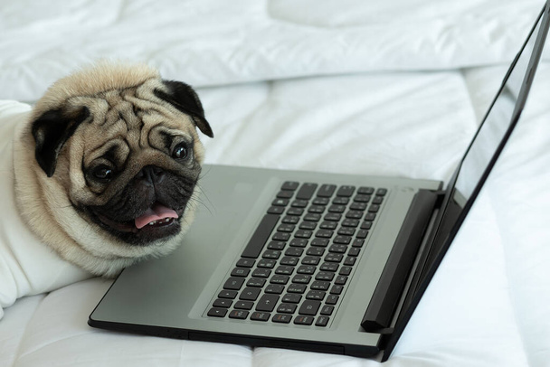Симпатичная собака Мопс на земле смотрит на экран ноутбука, работает с ноутбуком и проверяет работу
. - Фото, изображение