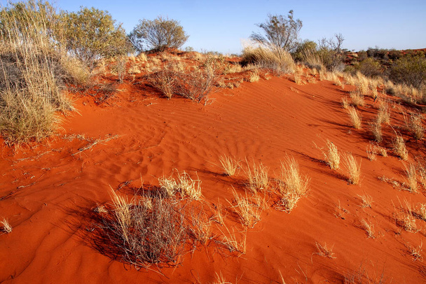 Desolate landscape with sparse vegetation and red sand. Australia - Photo, Image