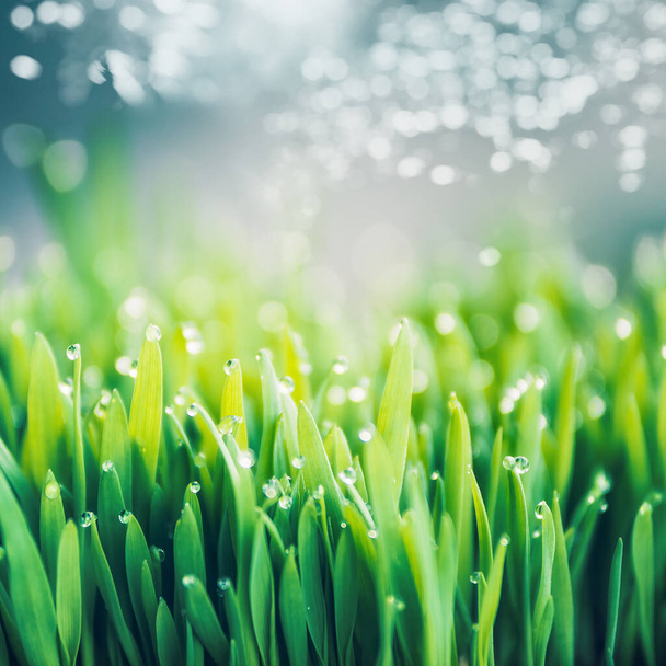 Fresh green grass with dew drops and bokeh lighting, outdoor nature background - Foto, Imagem