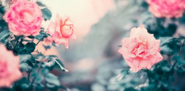Amazing roses nature background in pastel color, floral banner - Φωτογραφία, εικόνα