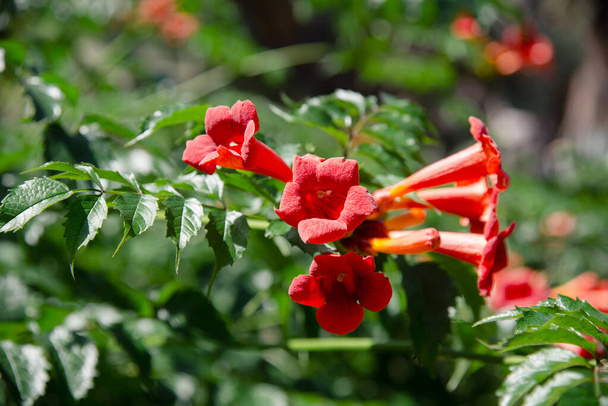Campsis grandiflora fiori rossi e arancioni in giardino
 - Foto, immagini