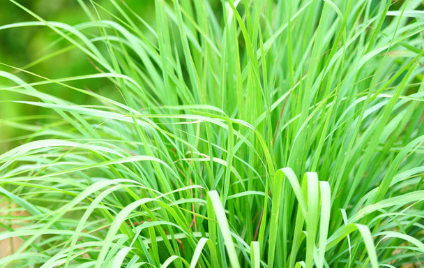 erva-cidreira planta no jardim para ingredientes utilizados na comida tailandesa cozinhar e erva / limão folha de grama  - Foto, Imagem