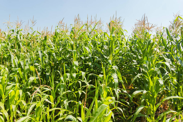 Jonge maïs met onrijpe oren en stuifmeelbloeiwijzen op het veld tegen de heldere hemel - Foto, afbeelding