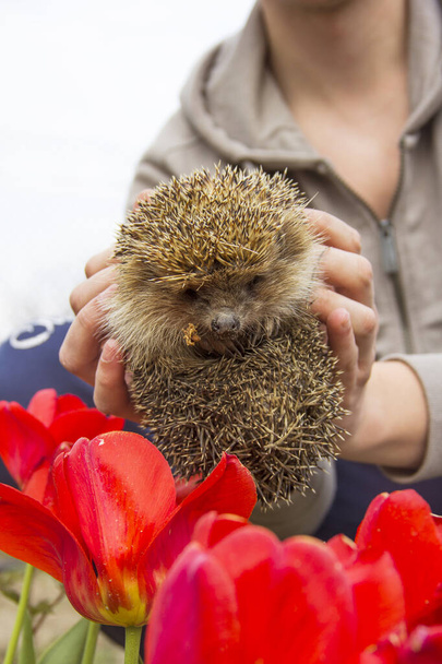 Hedgehog en bloemen. Egel in de handen. Erinaceus europaeus - Foto, afbeelding