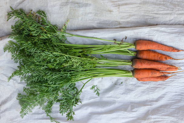 Φρεσκοσκαμμένο άπλυτα καρότα με ανασύρει βρίσκονται στο συνθετικό λινάτσα - Φωτογραφία, εικόνα