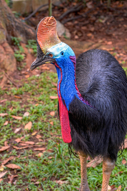 cassowary is one of big bird that can't fly and have big body  - Photo, Image