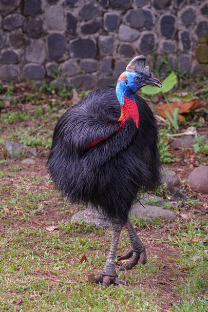 Cassowary walking alone and dancing - Photo, Image