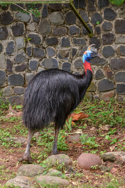 Cassowary walking alone and finding food - Photo, Image