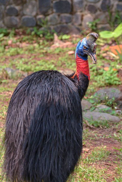todo o corpo da ave cassowary no jardim zoológico
 - Foto, Imagem