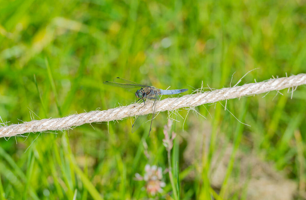 Große Libellen - Libellulidae sitzt auf einem Seil - Foto, Bild