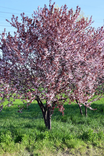 Sakura ανθίζει δέντρο σε ένα καταπράσινο κήπο - Φωτογραφία, εικόνα