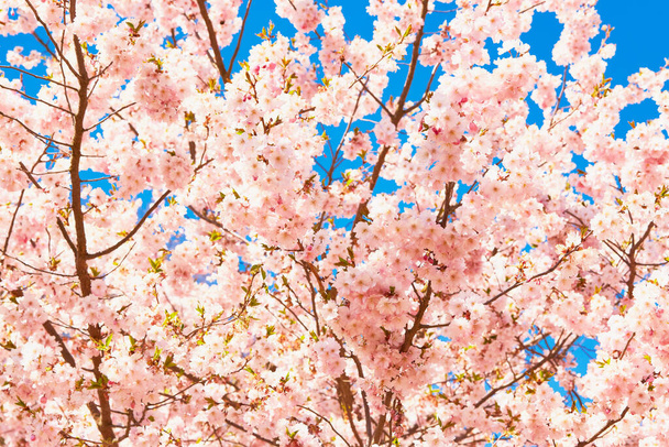 Blooming sakura flowers. Branches of blossoming cherry against bright blue sky. Spring background - 写真・画像