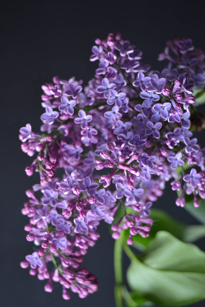 lilac blossom flowers on the black background - Foto, Imagen