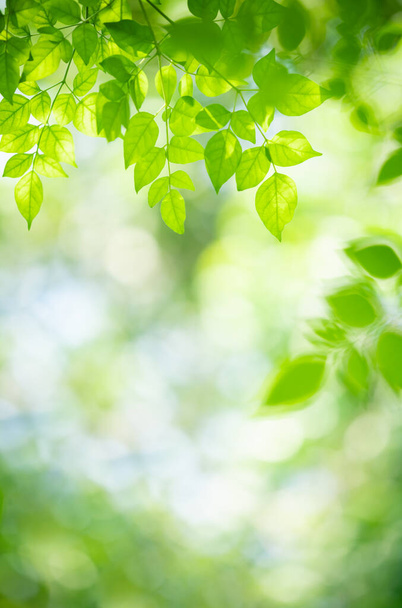 Gyönyörű természet kilátás zöld levél elmosódott zöld háttér a kertben másolás tér segítségével háttér természetes zöld levelek növények táj, ökológia, friss tapéta koncepció. - Fotó, kép