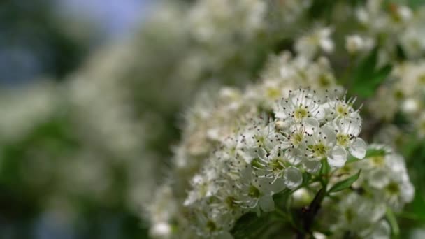 Blooming Hawthorn tree in spring (Crataegus) - Filmati, video