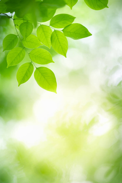 Belle vue sur la nature de feuilles vertes sur fond de verdure floue dans le jardin avec l'espace de copie en utilisant comme arrière-plan vert naturel feuilles plantes paysage, écologie, concept de papier peint frais
. - Photo, image
