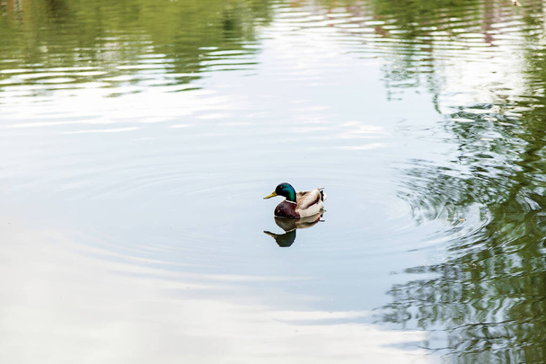 A male duck swims in a pond in the Park. Duck on the lake. The surface of the water. Calm water of the lake. - Фото, зображення
